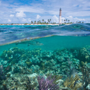 Beach scene showing underwater rocks as well as a wave and a light house in the distance surrounded by palm trees