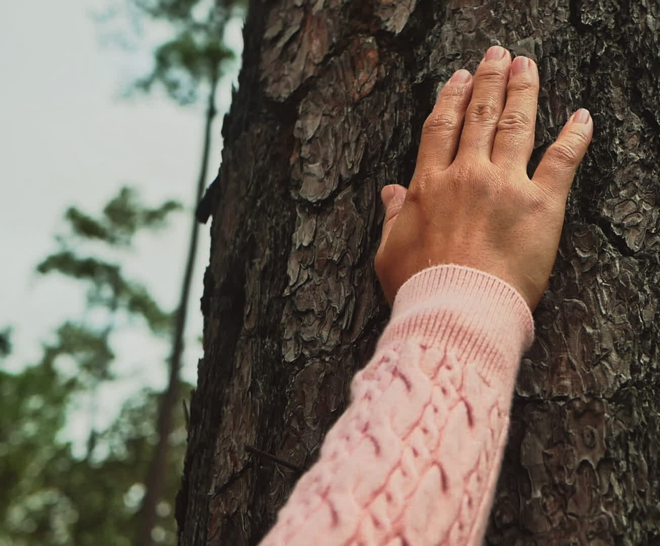 female-hand-touching-on-a-big-tree-in-forest-with-love-protection-and-love-nature-concepts-free-video